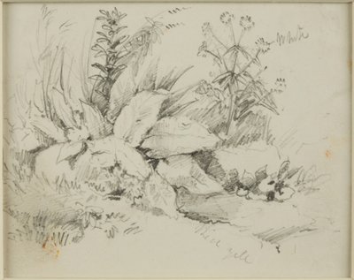 Studio della natura da John Wilson Carmichael